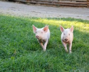 Schweine-Wiese.jpg